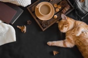 a cat lying on a bed next to a tray of food